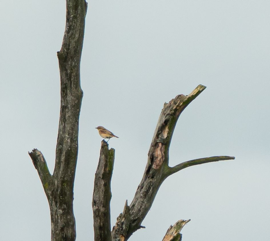 Bargerveen 16 september